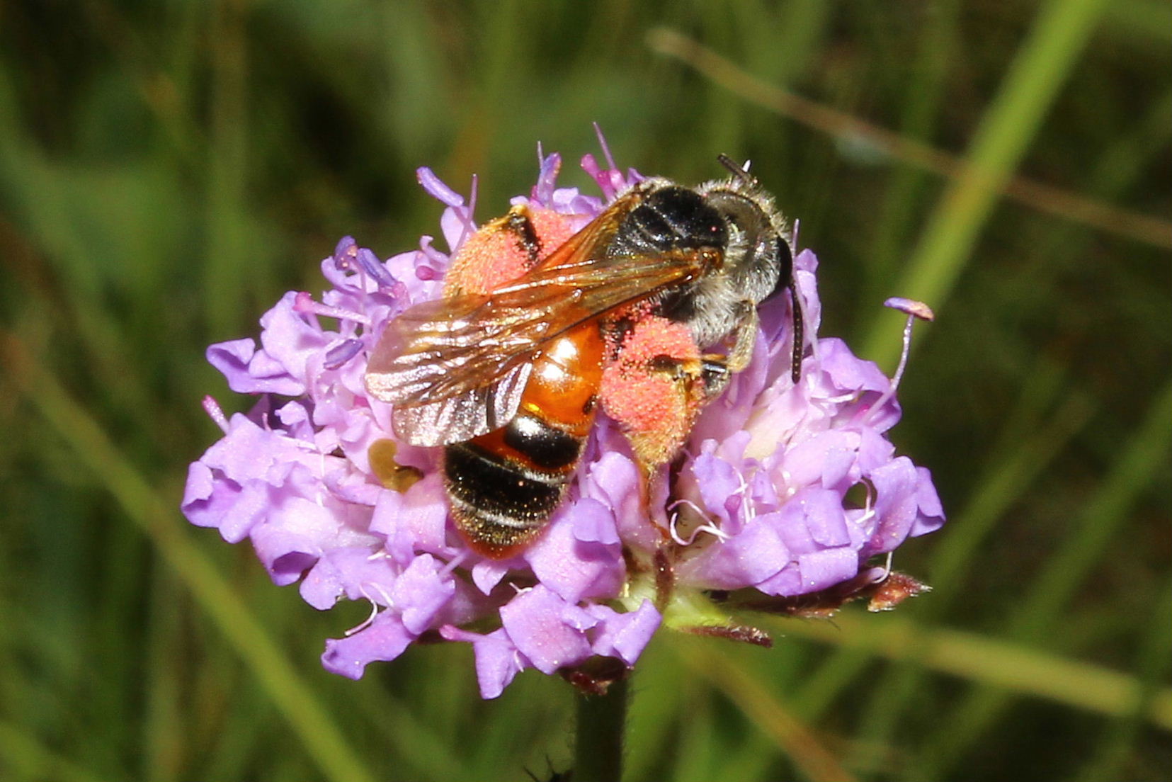 Andrena hattorfiana